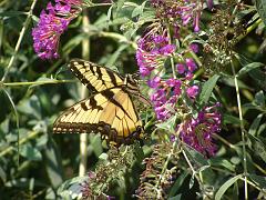 butterfly monarch (1)